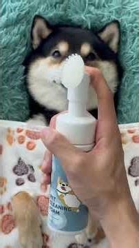 The Rise of Dog Makeup: A Beauty Trend for Pets