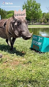 Happy 3rd birthday, Betty Boop! 🎉 This week she was was treated with watermelon cut in the shape of a 3 (and a bit extra 😅) as enrichment by the waterfall. Our keepers do a fantastic job at not only keeping track of animal birthdays, but ensuring they always get something a little special to celebrate! #bestplacetowork #tanganyikawildlifepark #happybirthday #bettyboop #warthog #wichitaks | Tanganyika Wildlife Park