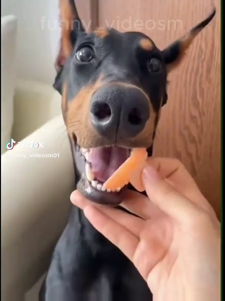 funny videos,cats and dogs #funnyvideos #cat #dog #pet #funny_videom