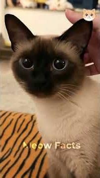 Facts about Siamese cats that nobody tells you😱😱 #cats #pets #cat #catslove #ytshorts