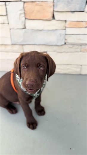 Adorable Chocolate Labrador Puppy Morning Routine