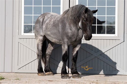 Moby | Thehorsebay.com