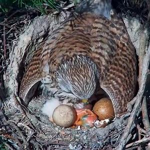 Amazing wildlife birds moment ! Love child feeling time ! #birdsofinstagram #birdslover #birdsoftiktok #Eagles #EaglesNation #birdsounds #animallover #animalphotography | wildlife park