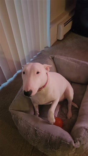 Snow0825 (@snowv08)’s videos with sonido original - Xiomy pets