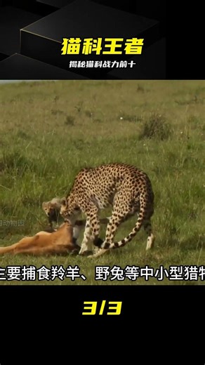 全球十大貓科戰力榜，誰才是真正的百獸之王 #猫科动物 #大型猫科 #动物世界 #格斗 #百兽之王