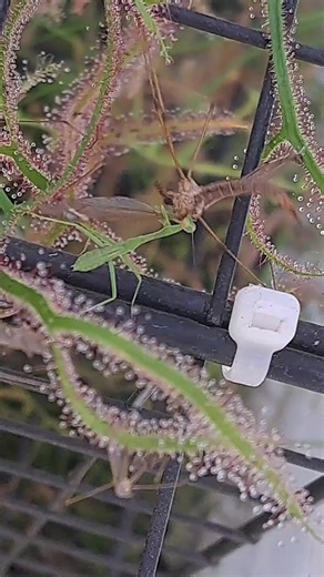 1K views | Varnivorous plant sarracenia already catching prey after freshly opening!! They will be filled to the top by fall. #carnivorousplant #tropicalplants #venusflytrap #flytrap #nepenthes #drosera #sundew | Carnivorous Plants | Facebook