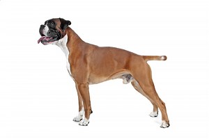 Why Are Boxers’ Tails Docked? - Everything You Want To Know
