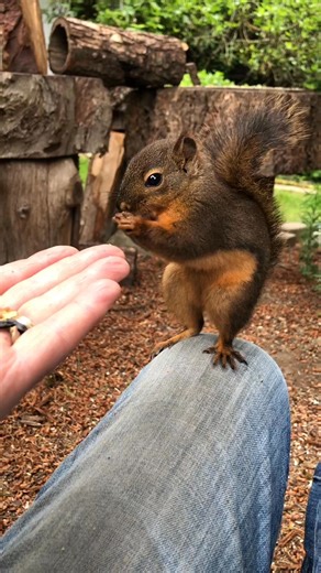 #squirrel two minutes with a baby Douglas squirrel. | Squirrel Help Village