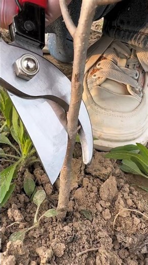 Support Agriculture 🌱 Amazing Fruit Tree Grafting Technique Tutorial!#FruitTreeGrafting #shorts