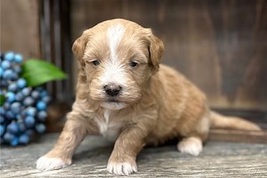 Venus - Havapoo Puppy 05694B