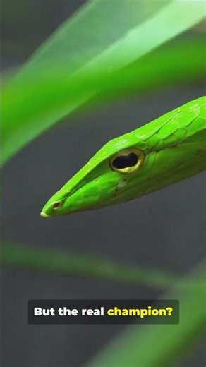 These Snakes Strike Faster Than You Blink #Snakes #FastestSnakes #SnakeStrike