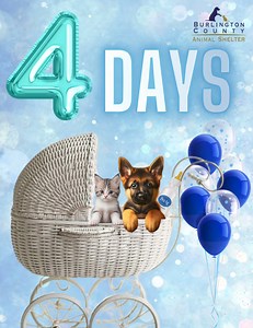 We are 4️⃣ days away from our #BCAS Baby Shower, & we're super excited ‼️ Don't forget to stop by & see our available youngsters who will be available for #Adoption ‼️ Check out our Baby Shower "Registry" post & bring a little gift for the littlens ☺️‼️ #BurlingtonCountyAnimalShelter #babyshower #BCAS #Kittens #Puppies #KittensSeason #PuppySeason | Burlington County Animal Shelter | Facebook