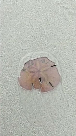 Live Sand dollar moving across the sand, Florida #lovefl #florida #beach #beachlife #beachbum