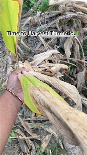 Turmeric Plant Ready for Harvest 🌿🟡 #turmeric #turmericplant #organicfarming #farmlife #shorts