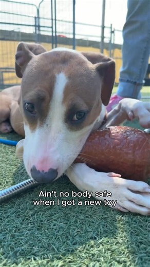 Ain't nobody safe when I got my new chew toy from Tractor Supply Co. ♥️ | Miranda Lambert's MuttNation