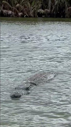 May malaking buwaya sa ilog! | Lolong 2