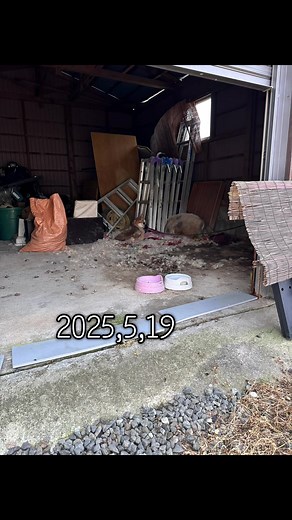 2025.5.19 コタローに初めて会った日。 あまりにもひどい光景に、絶句して、 涙が溢れ出た。 元の飼い主はコタローをここに置き去りにして、出て行ってた。 何年ここでこうしてたの？ ごはんは？ 隣の家の方とその妹さんが、4〜5年ご飯とお水は欠かさずあげてくれてた。 何度か咬まれて、近寄れなくなっても、 冬になればなんとか近くに毛布を置いてくれてた。 2日後、元飼い主は手放すことを了承。 すぐに連れて帰った。 病院に行くと、やっぱり。。フィラリア陽性。 すでに心臓に成虫がいた。 腹が立って仕方なかった。 先生は、お薬しっかり飲めば、いなくなることもあるし、きっと治るから！って言ってくれた。 散歩も出来ない。 蹴られたりして虐待されてたコタローは、 とにかく人の足ばかり見て、 近寄れば容赦なく足を咬んできた。 関わってるみんな足を咬まれた。 でも、コタローが悪いわけじゃない。 少しずつ、みんなとの時間を重ねていった。 あんなにひどい目に遭ったのに、 コタローは私たちに笑顔を見せてくれた。 本当に可愛くて、可愛くてたまらない。 ワンクール薬を飲み終え、再検査。 嘘でしょ？心臓にいた成虫が