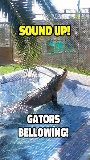 American Alligators Bellowing