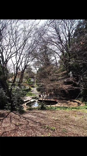 東京経済大学国分寺キャンパス内にある「東経の森」は、70年以上守られてきた約8,000㎡の緑地。 大きな池を中心に5つのエリアが広がり、都市のオアシスとして親しまれています。 #東京散歩 #国分寺散歩 #森歩き #庭 #自然再生