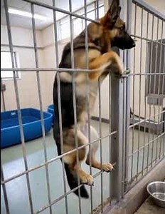 Watch Him Try Everything to Get Out #clever #dogs #shorts