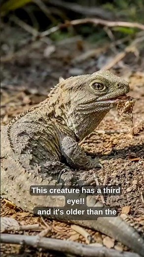 This Animal Has a Third Eye and Lives 100+ Years