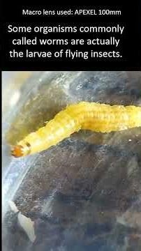 Different types of worm under the microscope. #microscopy