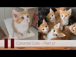 😺 Cute and Funny Caramel Cats - Part 17