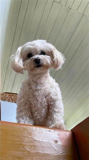 I can't 🤣For such luxurious, thick hair, we use this shampoo + conditioner (2 in 1) #164158696