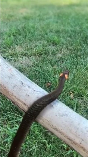 The Russel veper snake in Pakistan