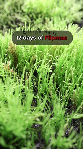 This low maintenance moss adds a pop of green while also offering many benefits for shrimp aquariums! Learn more about Taiwan Moss here: https://bit.ly/48qKjZf | Flip Aquatics