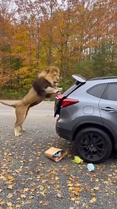 1M views · 4.2K reactions | The raw power of a lion is unmatched,...