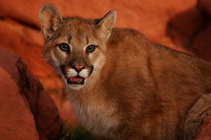 Utah wildlife officials give tips on staying safe after deadly mountain lion attack in Colorado