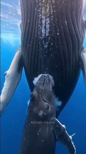 🌊🐋 A Mother Humpback Whale Feeding Her Baby — One of the Rarest Underwater Moments Ever Captured! 😍💙