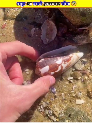 This Beautiful Sea Snail Can Kill You Painlessly 😨 | Cone Snail #shorts