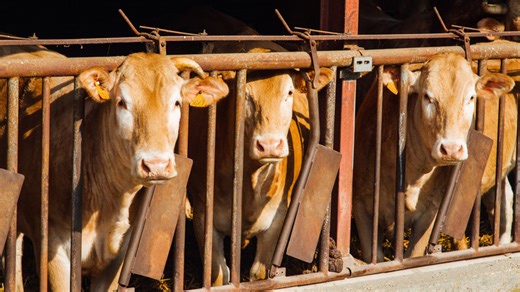 The United States' biggest beef recall involved a stomach-churning animal abuse investigation