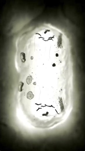 cell division | কোষ বিভাজন| 3D Animated Video..