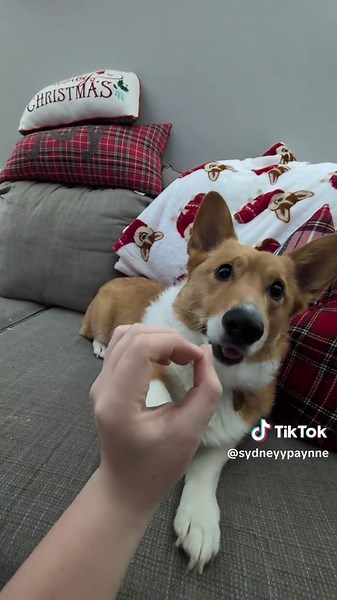 Understanding Corgi Behavior and Affection