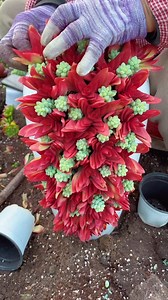 363K views · 6.8K reactions | Beautiful ideas for your succulent garden 華 | Succulents | Facebook