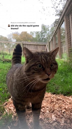 Secret Life of the Scottish Wildcat Revealed! 🐱