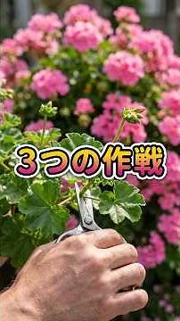 The 3 "Strategies" to Make Your Geranium Huge Are Incredible #shorts #houseplants #withered #home...