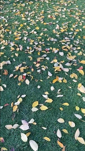 You’ve Been Raking Leaves WRONG Your Whole Life #secrethacks #diy