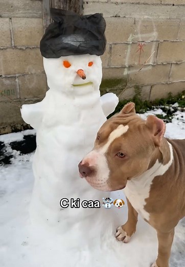 Il dois se demander mais c quoi ça .. ☃️🐶😂 #pourtoii #bullyxl #bullylife #neige #bonhommedeneige