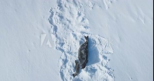 Mother seal and newborn child pup lying on snow rookery in Antarctica. Polar wildlife habitat exploration. Winter arctic animal behavior. Mother and baby wild animal. Love, family. Aerial drone shot