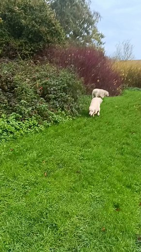 2.9K views · 37 reactions | Chers adeptes des lapins , Mes chiens...