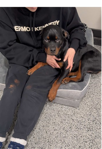 Meet the Biggest Baby Rottweiler!