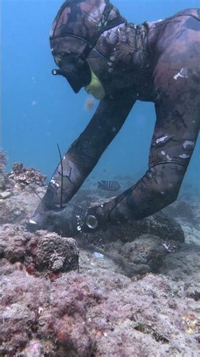 Alien abduction 👽 #spearfishing #lobster #crayfish #roballenspearfishing #seafood
