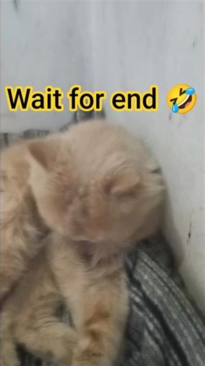 Jack video#shorts #pets #catfish #catfunny