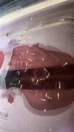 Here’s our second batch of eggs . You can even see some of them move inside of the egg. Once we get enough followers we will be doing live feedings and so much more. Thank you for your support everyone stay tuned to see what these cute baby’s morphs will be . 😍💜#axolotleggs #axolotls #foryoupage #gfp #babys #animals #aquarium #aquariumlife #axolotlsoftiktok #fyp