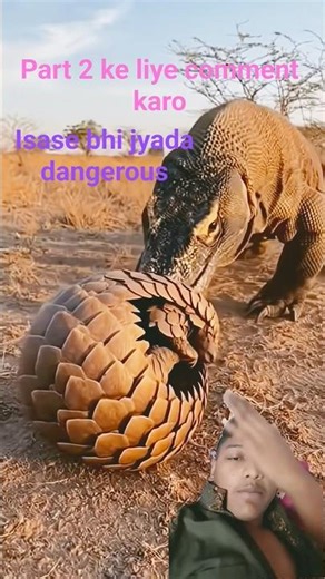 Pangolin Shuts Down Komodo Dragon Attack