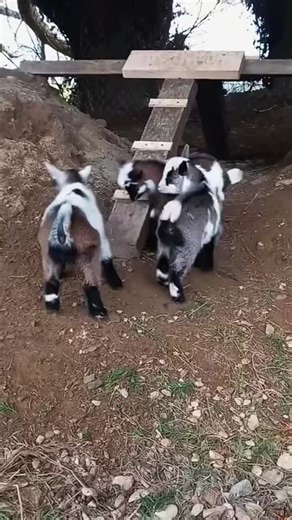 The jumping lambs are the cutest. #A naughty and lovely little lamb. #The little cuties on the grassland. #So cute that it’s explosive. #Little lamb. #Cute and adorable pets. #Farm Diary.